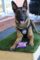 German Shepherd police dog.